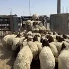 مراح كامل رخال جذعات طيبه وعلى الشرط