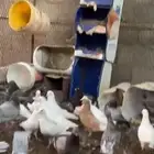 حمام قلاب