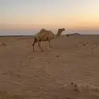 للبيع الناقه الوضحاء لقحه على تمامي سنها شاق