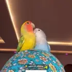 ببغاء روز