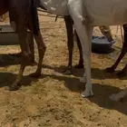 للبيع ابل