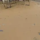 عشراء رباع كفوو
