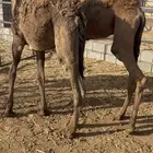 قعدان لحم صفر