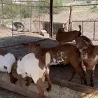 6 تيوس . تم البيع