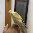 براكيت