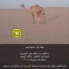 خلفة بكر تحتها قعود