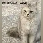 قطط شيرازي