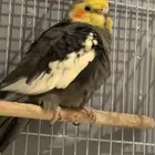 عصافير كروان
