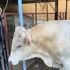 ثور ألماني بيوور