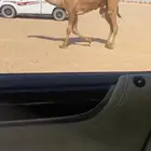 للبيع القعود الكفو