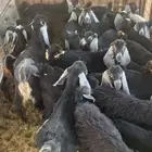معزا ولد مراح اغلبها صغار الموقع الحناكيه