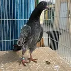 للبيع طبات تيدي فواخر قوية ووقفات كوبرا ( تم البيع )