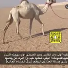 بكرة اصيل شكل وسلاله