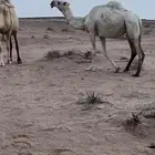 للبيع اناقه الضريبه
