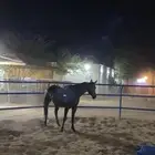 فرس