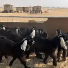 للبيع تيوس عوارض طيبه جذعان فيها مشاريع فحول تم البيع