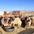 خرفان نعيم