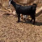 متبع تحتها جفره وتيس