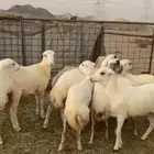 10 رخال رفيديات جذعات
