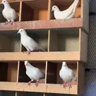حمام فرنسي
