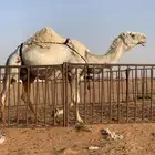 ناقه