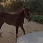 مهره شعبي العمر سنه و 4 شهور