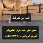 قعود كفو ومستقبل