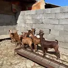 تيوس دهم( تم البيع ).