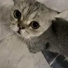 قطوه اللي يبي يتبنها يكلمني خاص بدون أغراض بدون شي