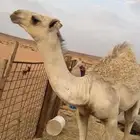 قعود طيب وبري