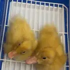 بط صغار مع قفص جديد