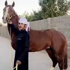حصان خط سرعة سبوق
