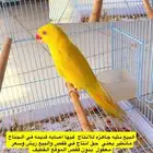 انثى ذره لاتينو