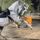 حصان شعبي بطل