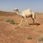 ناقه طيبه تمم البيع