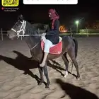 حصان للبيع شعبي