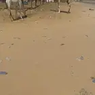 عشراء رباع كفووو