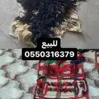 جاعد وخرج للبيع
