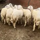 رخال فواخر