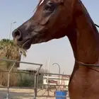 حصان ورق كفو كفو الحد 9 الف