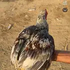 السلام عليكم اعرض ديك هندي العمر 7 شهور السوم وصل55 والحد80