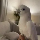 كوكاتو ديكروب للبيع اليف جدا