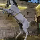 حصان شعبي فحل مربط