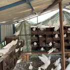 حمام فرنسي 60 جوز