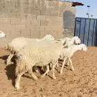 رخال حريات حرش