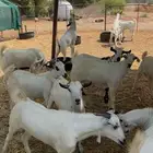 تيوس (( شرق القنفذة ))