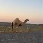 جمل رماني للبيع
