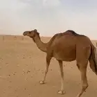 عمانيه للبيع ابيها شاهين الحوات