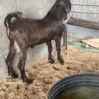 تيس شامي صنف طيب