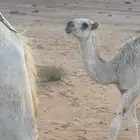 للبيع عشرا